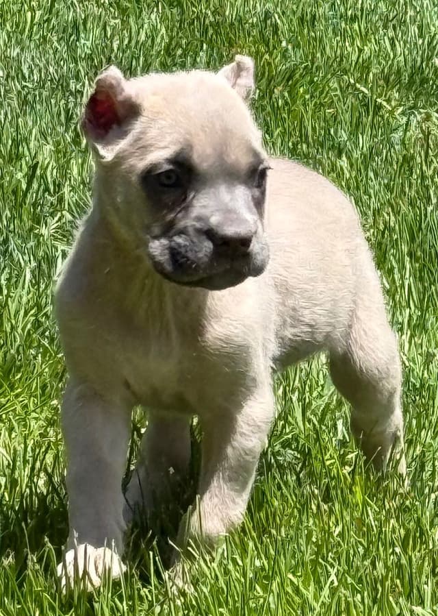 Cane Corso Puppies media 12