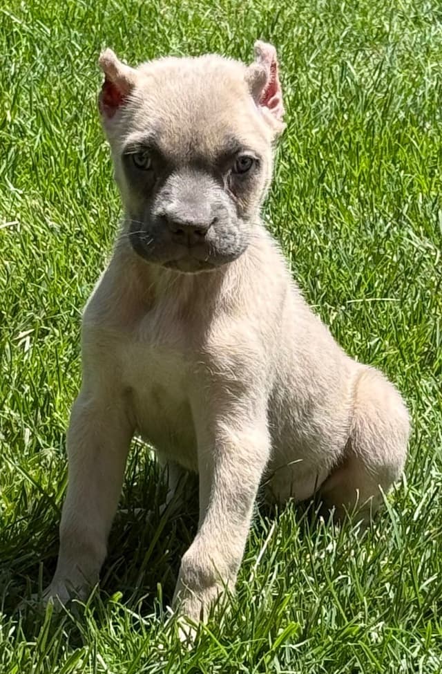 Cane Corso Puppies media 13