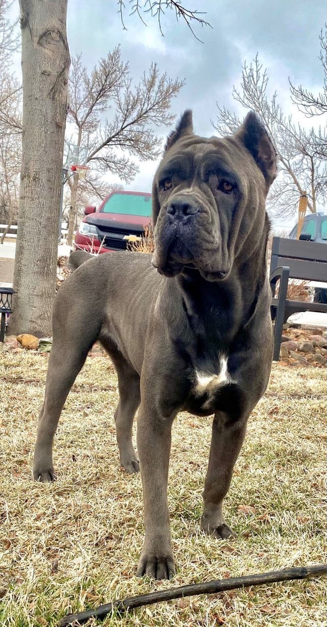 Cane Corso Puppies media 2