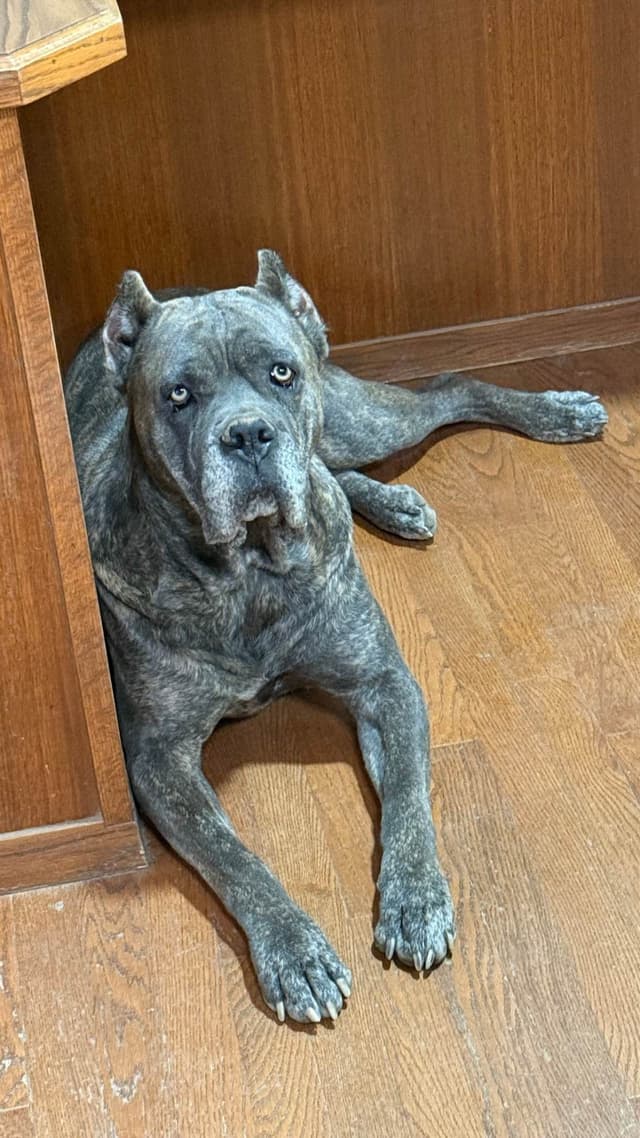 Cane Corso Puppies media 2