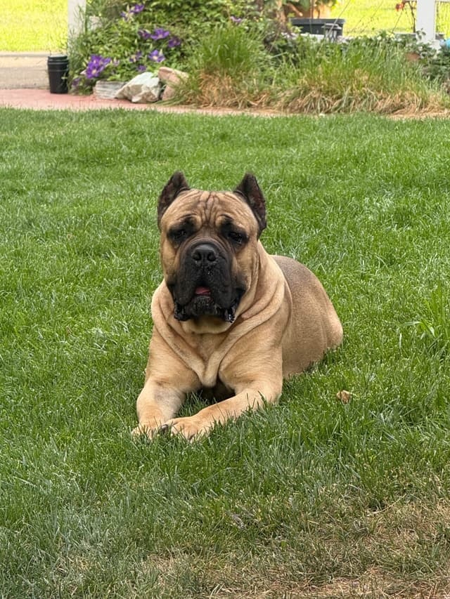 Cane Corso Puppies media 3