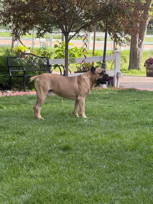 Cane Corso Puppies media 4
