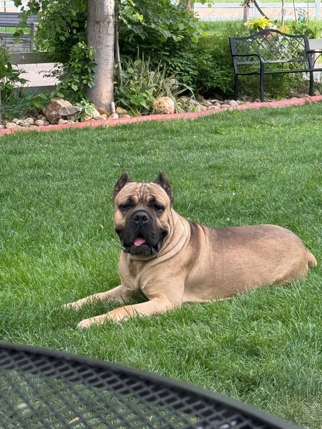 Cane Corso Puppies media 5