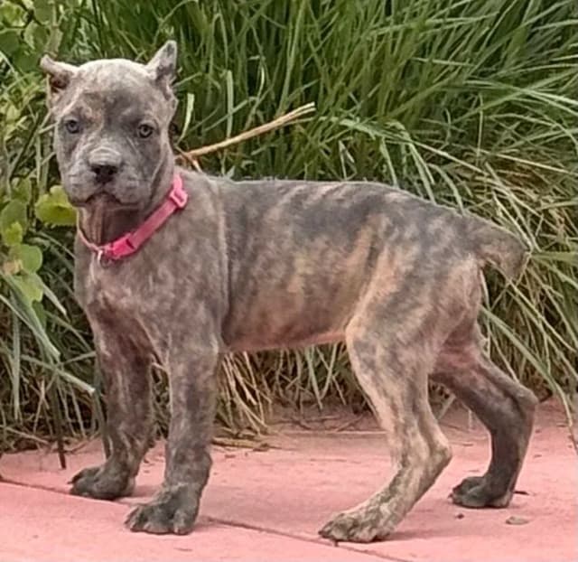 Cane Corso Puppies media 7