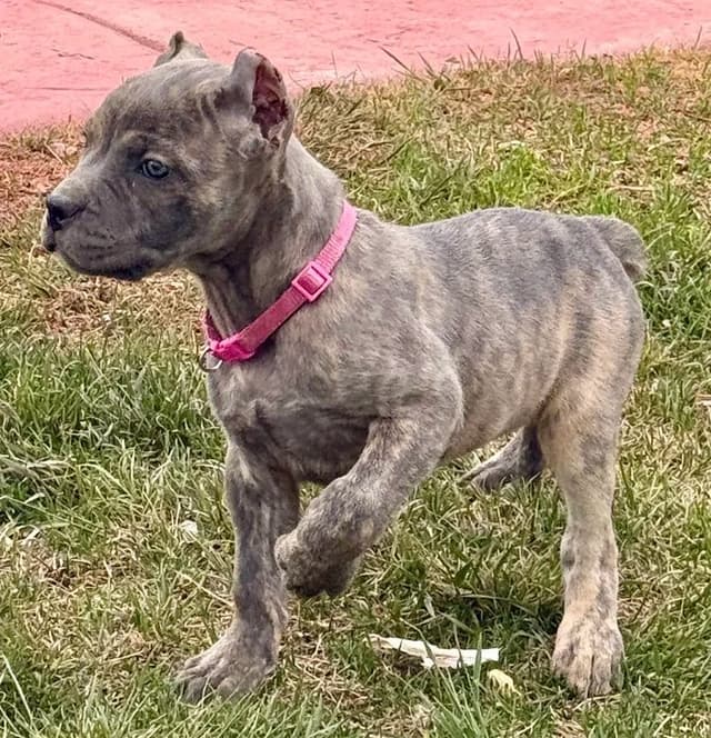Cane Corso Puppies media 9