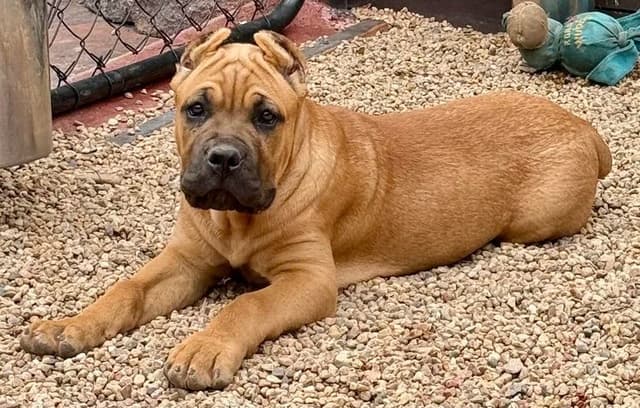 Cane Corso Puppies media 10