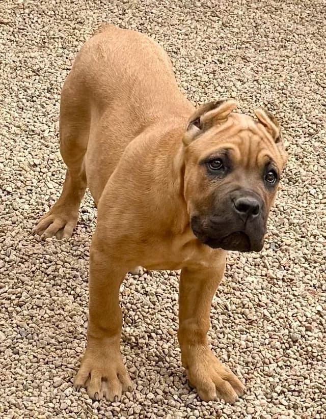 Cane Corso Puppies media 11