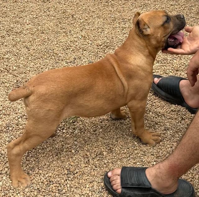 Cane Corso Puppies media 12