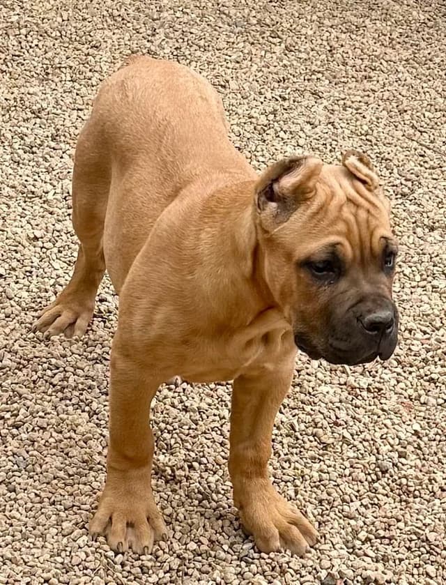 Cane Corso Puppies media 14