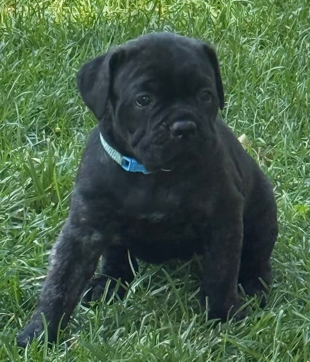 Cane Corso Puppies media 2
