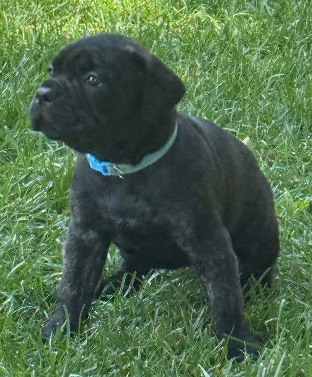 Cane Corso Puppies media 3