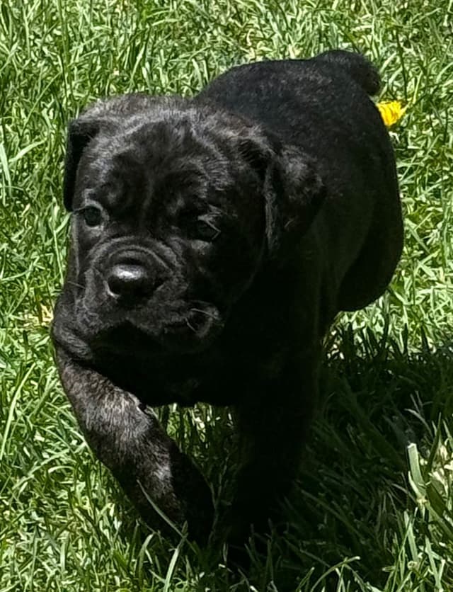Cane Corso Puppies media 6