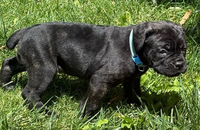 Cane Corso Puppies media 7