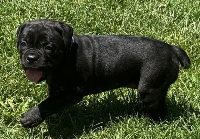 Cane Corso Puppies media 8