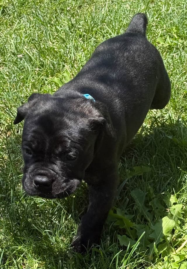 Cane Corso Puppies media 9