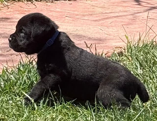 Cane Corso Puppies media 2