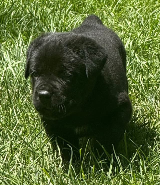 Cane Corso Puppies media 3