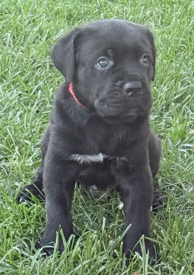 Cane Corso Puppies media 5