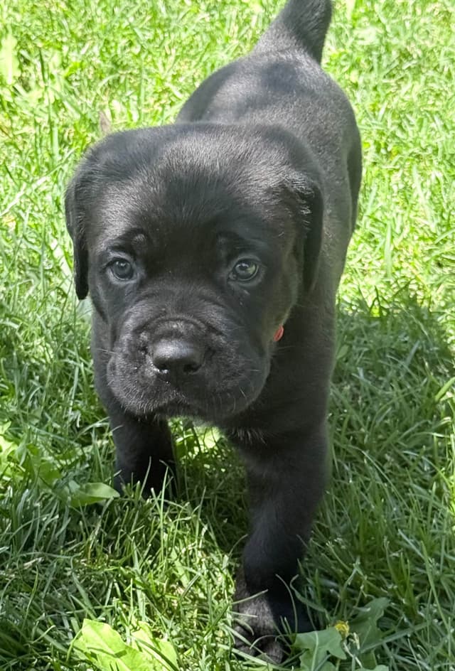 Cane Corso Puppies media 6