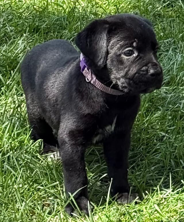 Cane Corso Puppies media 7