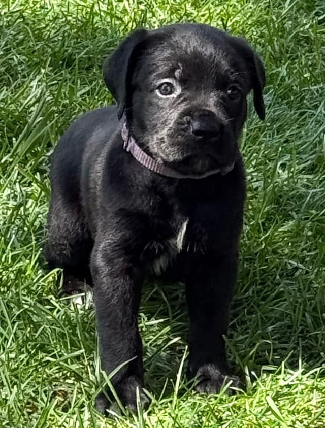Cane Corso Puppies media 8