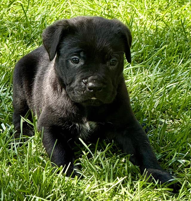 Cane Corso Puppies media 9