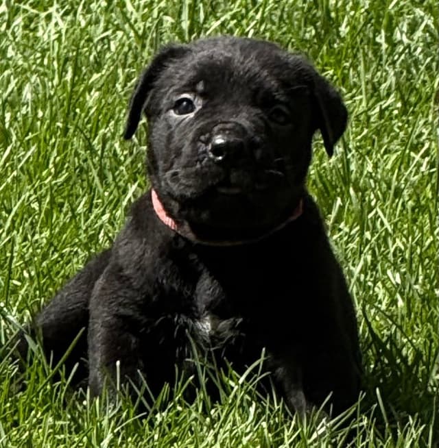 Cane Corso Puppies media 10