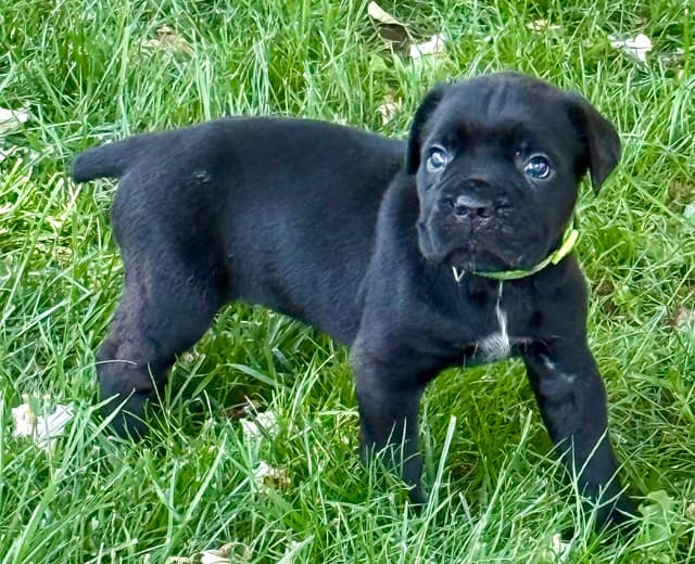 Cane Corso Puppies media 12