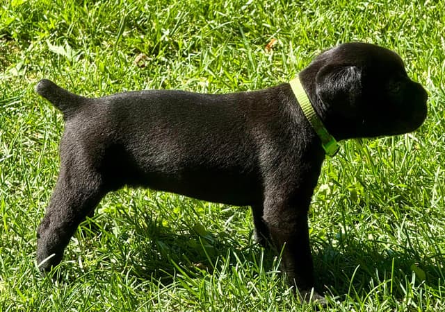 Cane Corso Puppies media 13