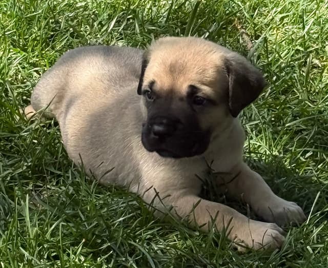Cane Corso Puppies media 14