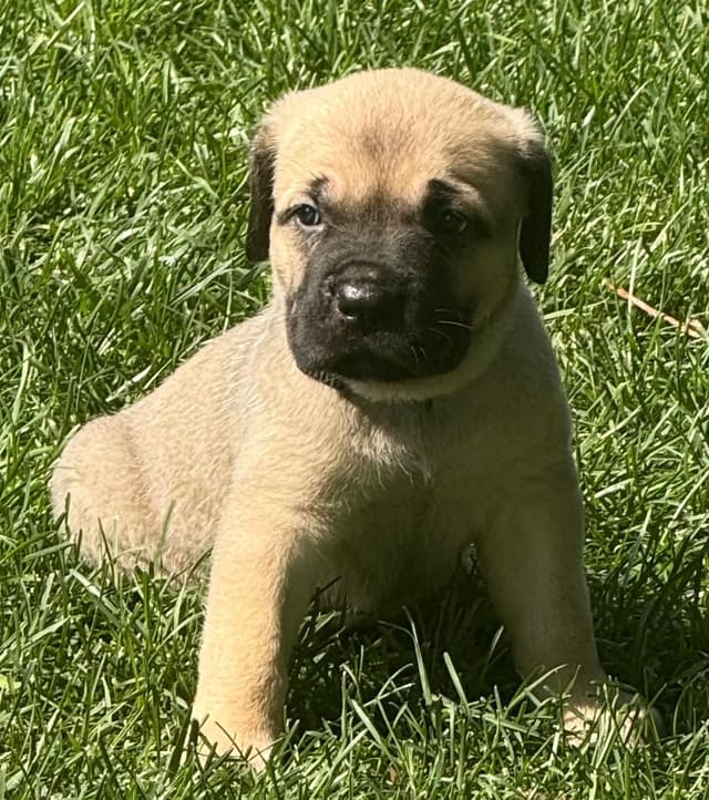 Cane Corso Puppies media 15