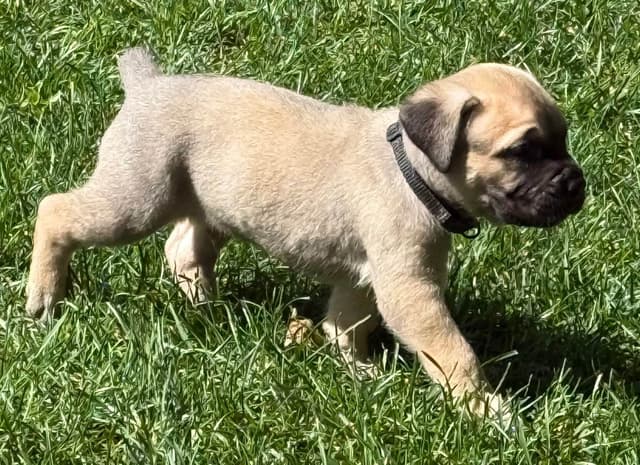 Cane Corso Puppies media 16