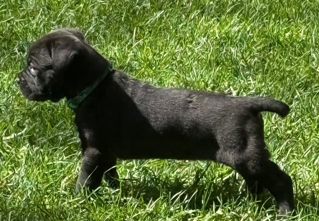 Cane Corso Puppies media 17