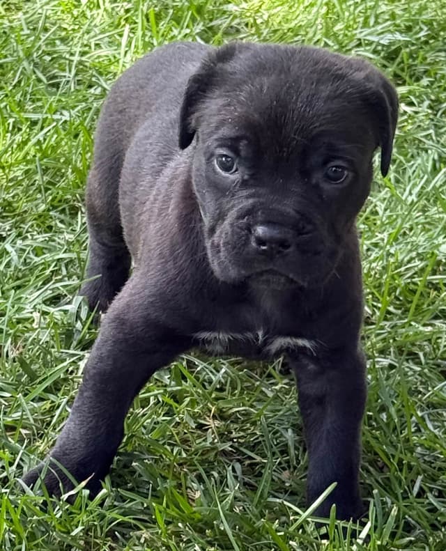 Cane Corso Puppies media 18