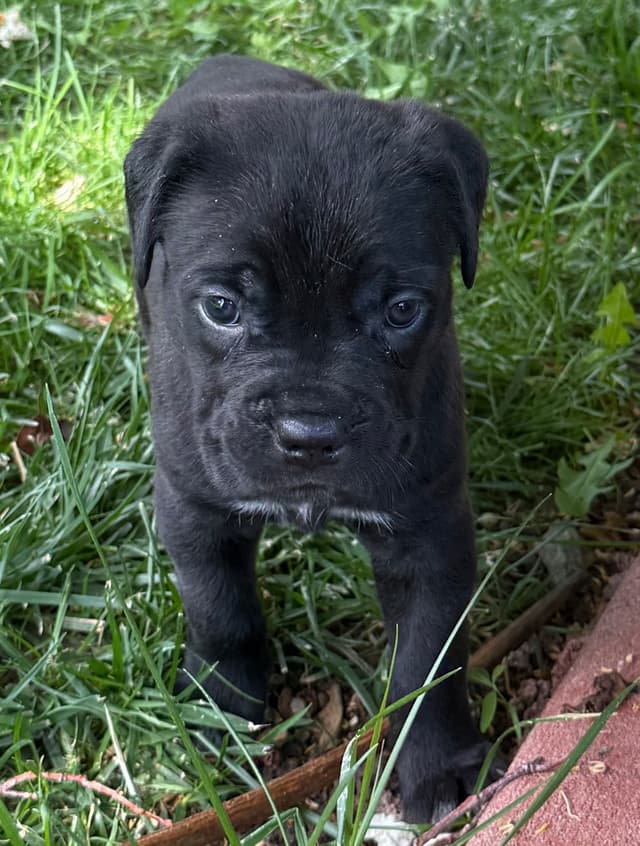 Cane Corso Puppies media 19