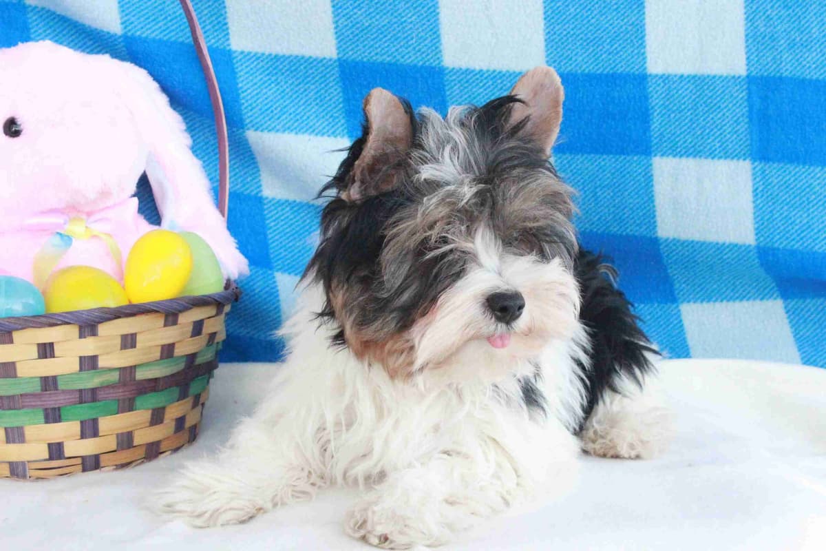 West Highland White Terrier Puppies breeder image 1