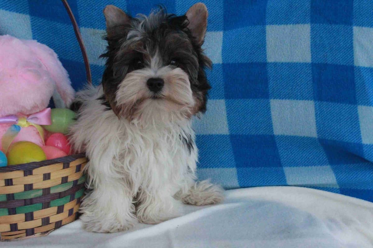 West Highland White Terrier Puppies breeder image 2