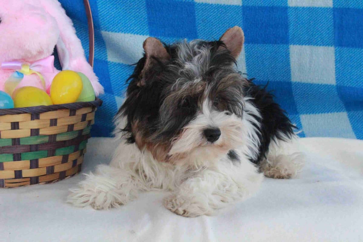 West Highland White Terrier Puppies breeder image 3