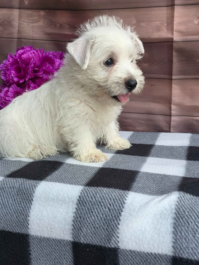 West Highland White Terrier Puppies media 6