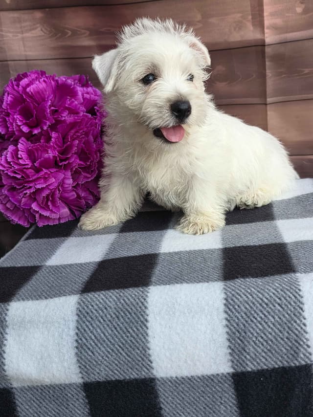 West Highland White Terrier Puppies media 7