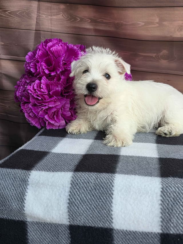 West Highland White Terrier Puppies media 8