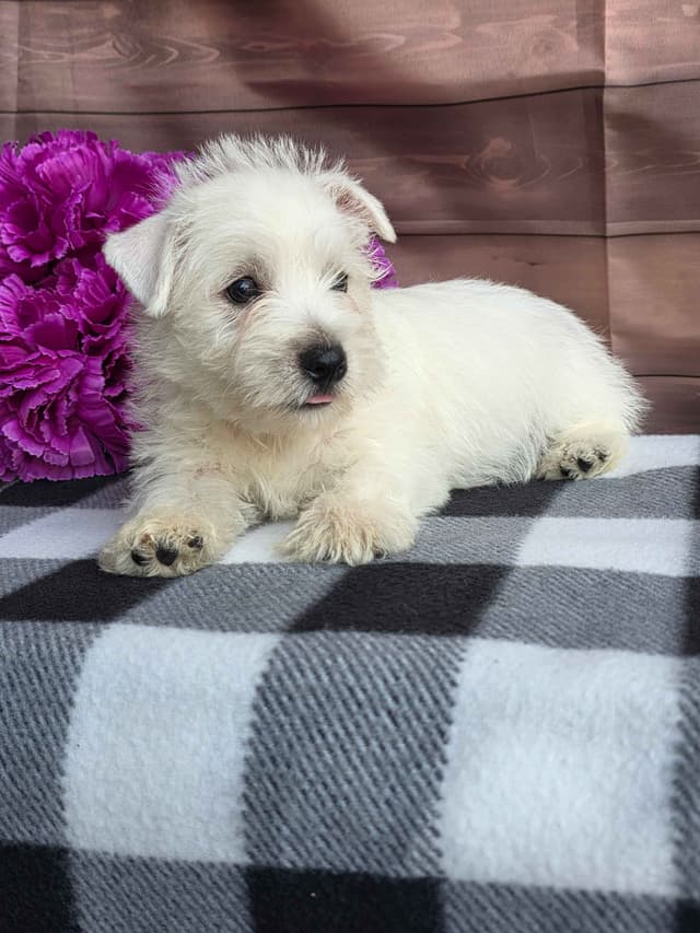 West Highland White Terrier Puppies media 5