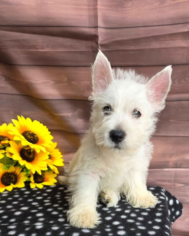 West Highland White Terrier Puppies media 3
