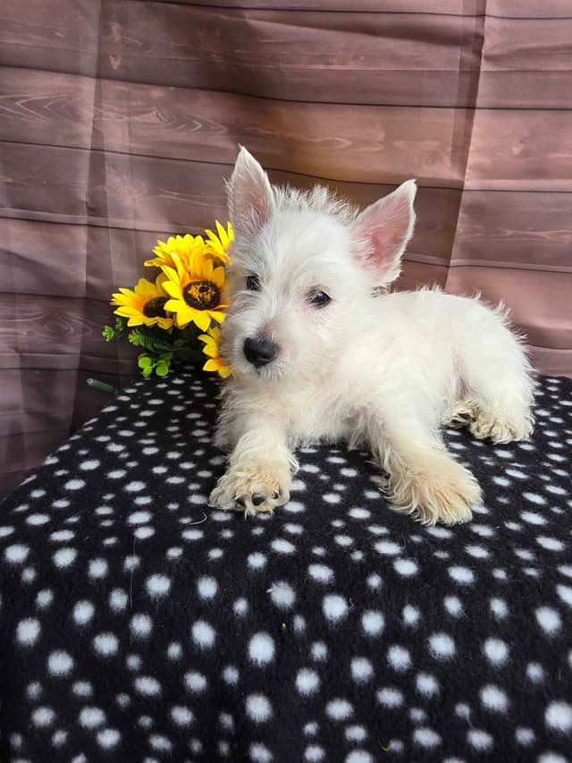 West Highland White Terrier Puppies media 2