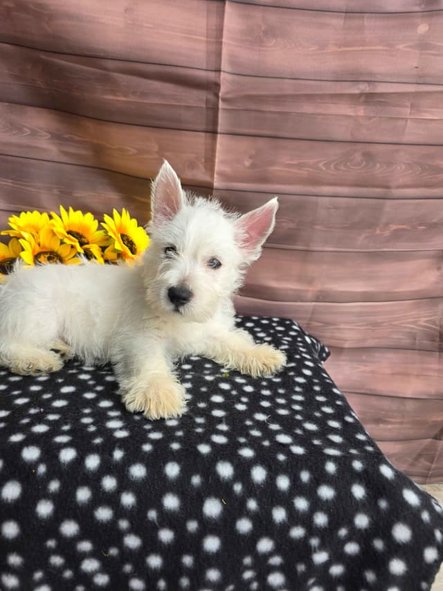 West Highland White Terrier Puppies media 4
