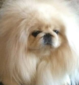 Pekingese Puppies Full AKC breeder image 1