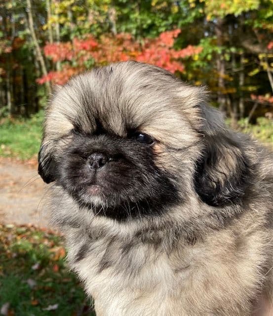 Pekingese Puppies Full AKC breeder image 3