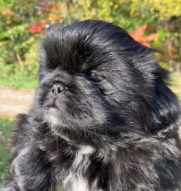 Pekingese Puppies Full AKC breeder image 4