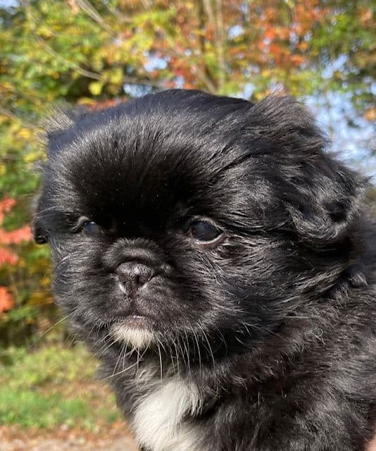 Pekingese Puppies Full AKC breeder image 5