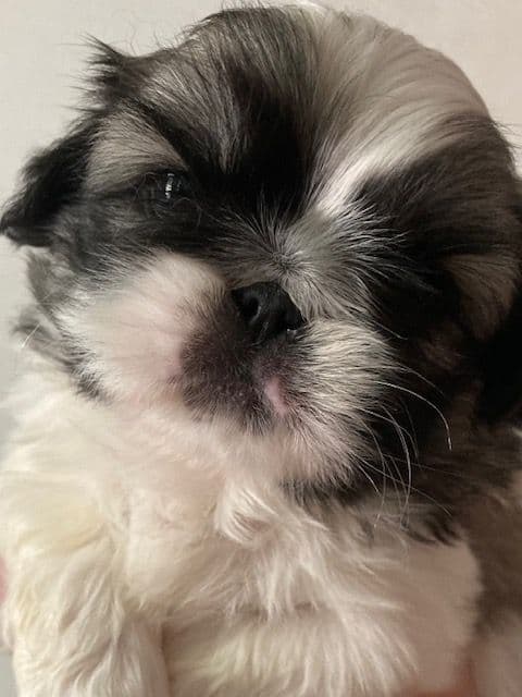 Pekingese Puppies Full AKC breeder image 6